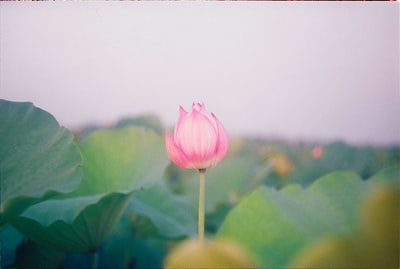 粉红花瓣的选择性聚焦照片